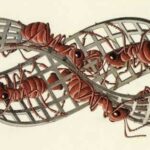 Hormigas de Moëbius, M. C. Escher